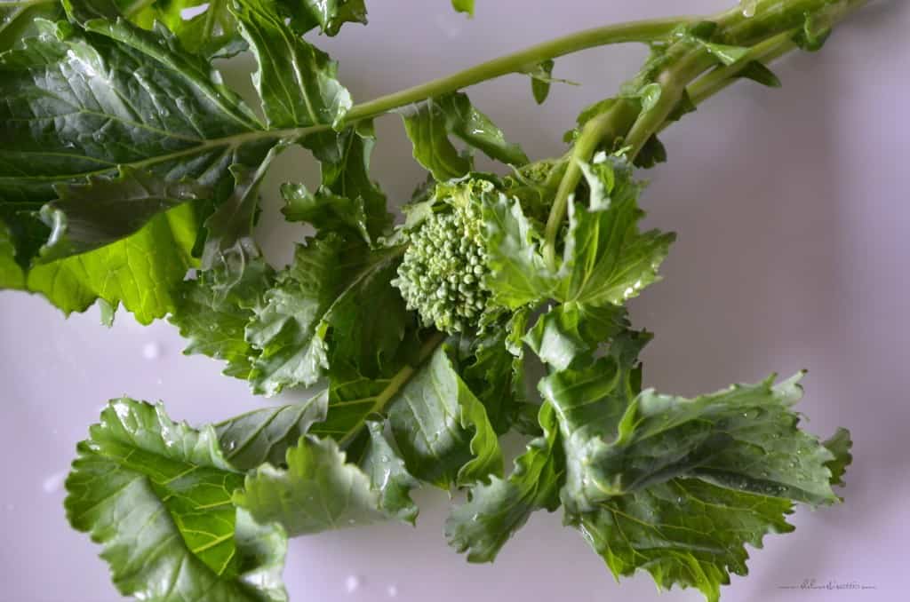 A fresh stalk of Broccoli Rabe with a floret.