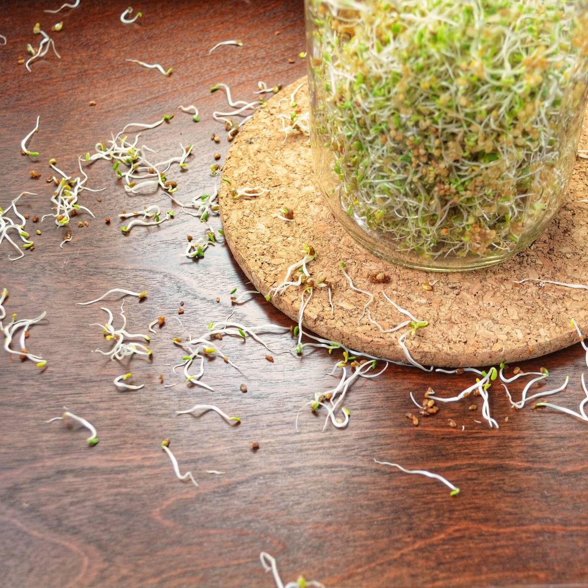 The botton of teh mason jar with the alfalfa sprouts.