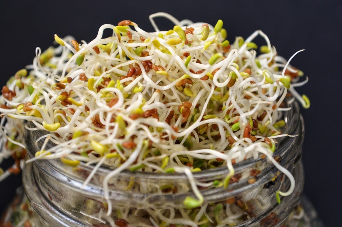 A close up of the alfalfa sprouts.