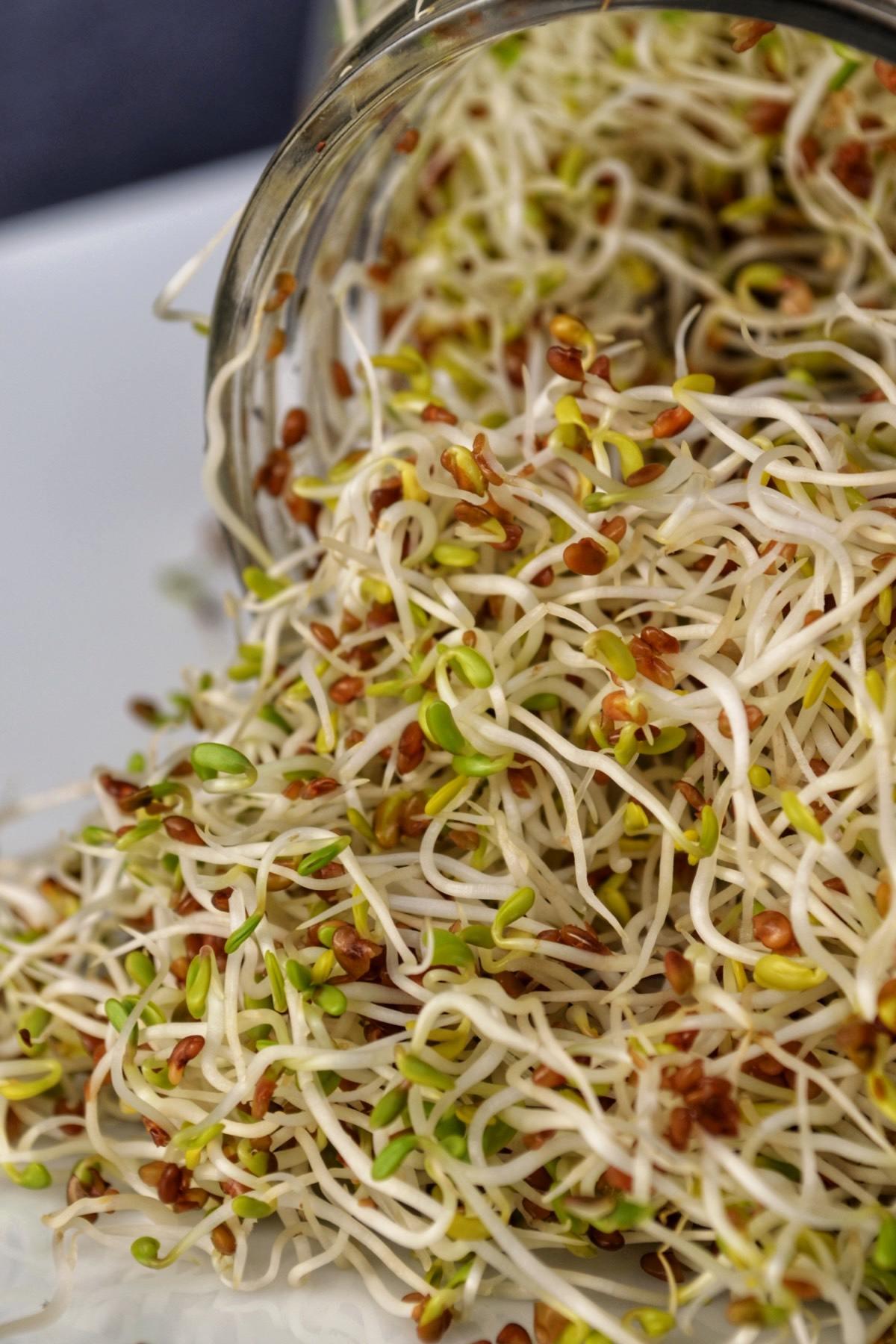 A big clump Alfalfa sprouts.