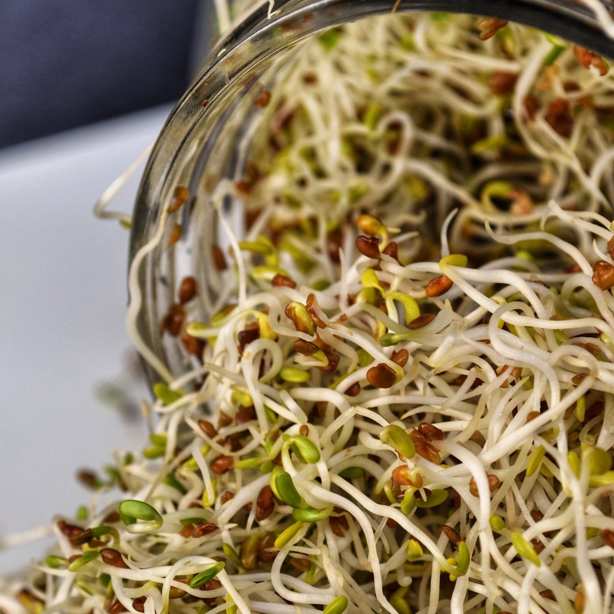 A jar of alfalfa sprouts