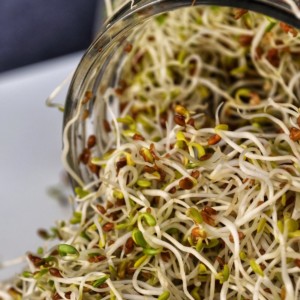 Spouted alfalfa sprouts in a jar.