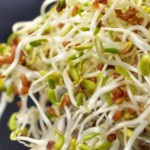 Alfalfa sprouts in a jar.