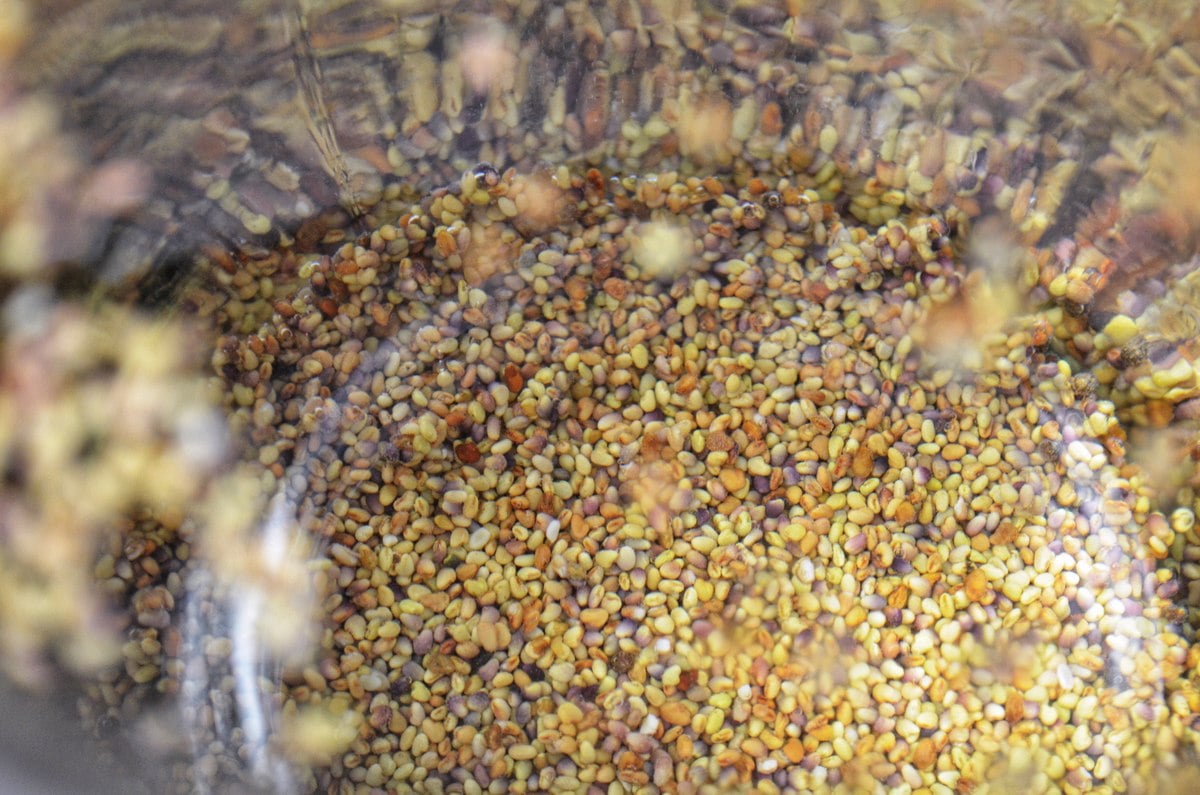 Seeds being soaked for sprouting.