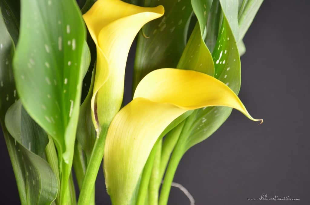 Photo of a calla lily.