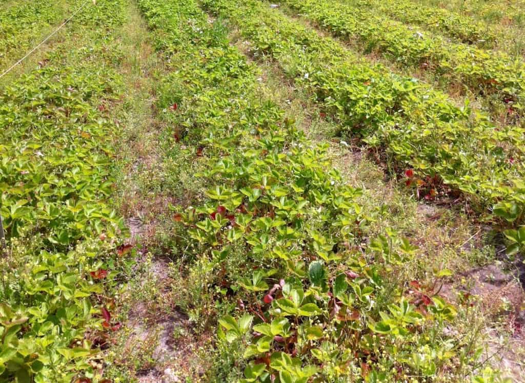Rows and rows of a strawberry field.