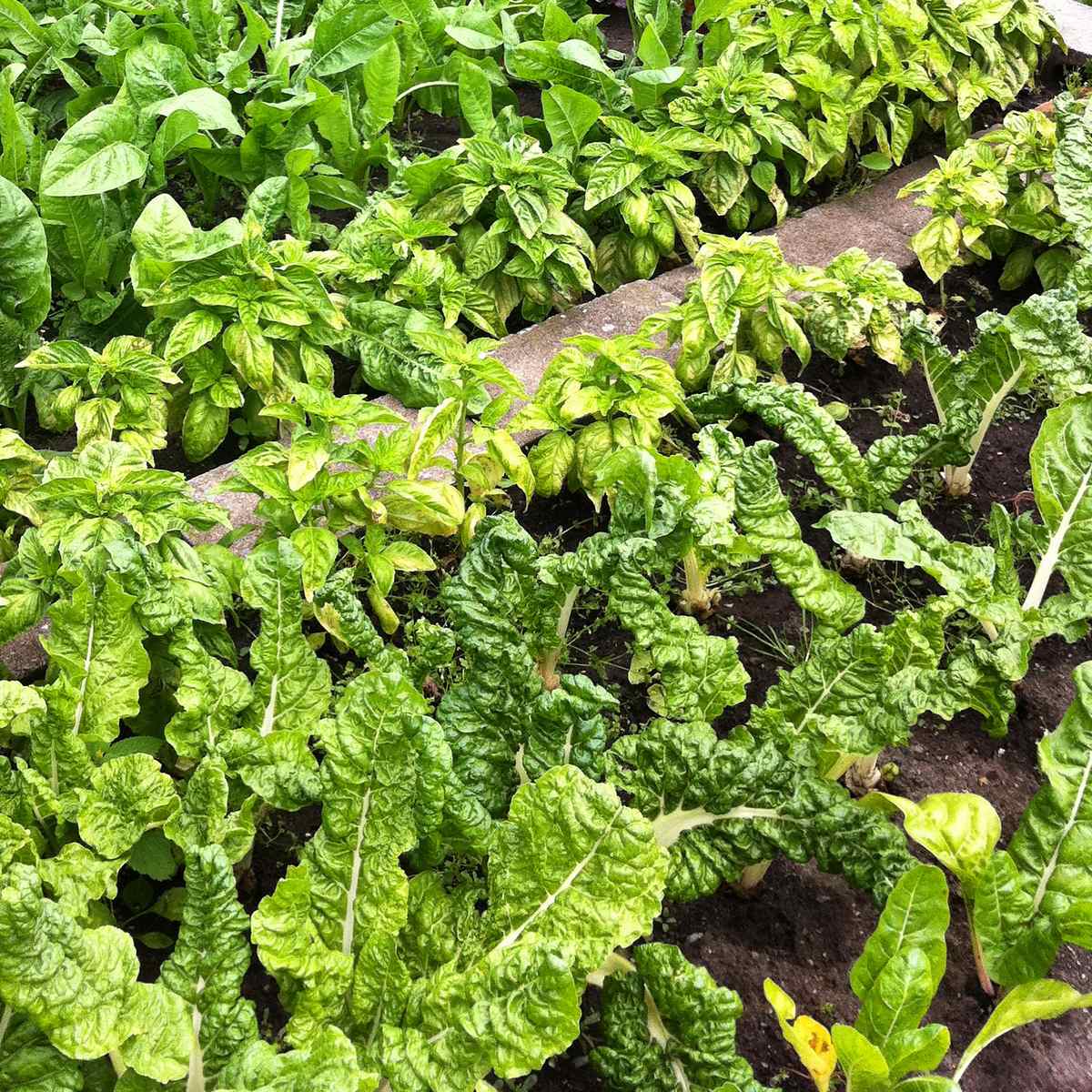 Swiss Chard (Bietola) growing in a garden.