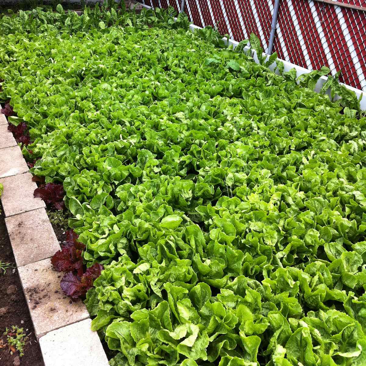 Collard greens growing in a garden.