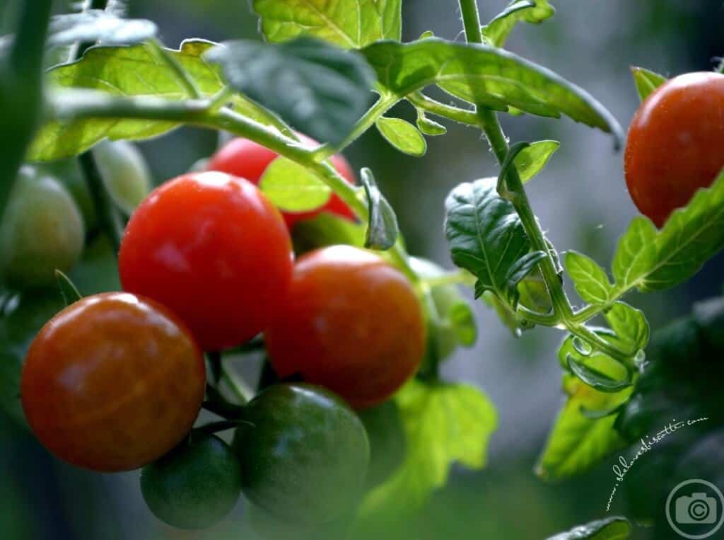 Sweet cherry tomatoes growing on a vine.