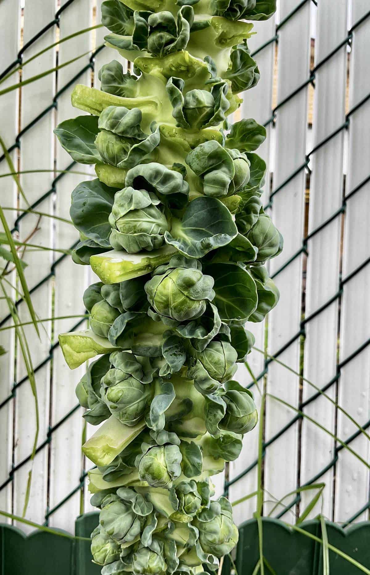 A photo of fresh Brussels sprouts on a stalk.