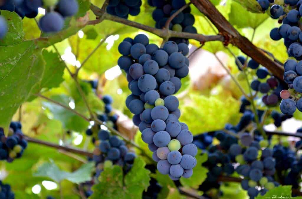 A close up of a bunch of Concord Grapes, hanging from a vine.