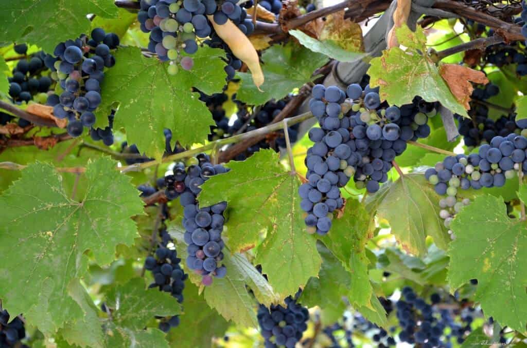 A few bunches of concord grapes hanging from the vines in a garden.