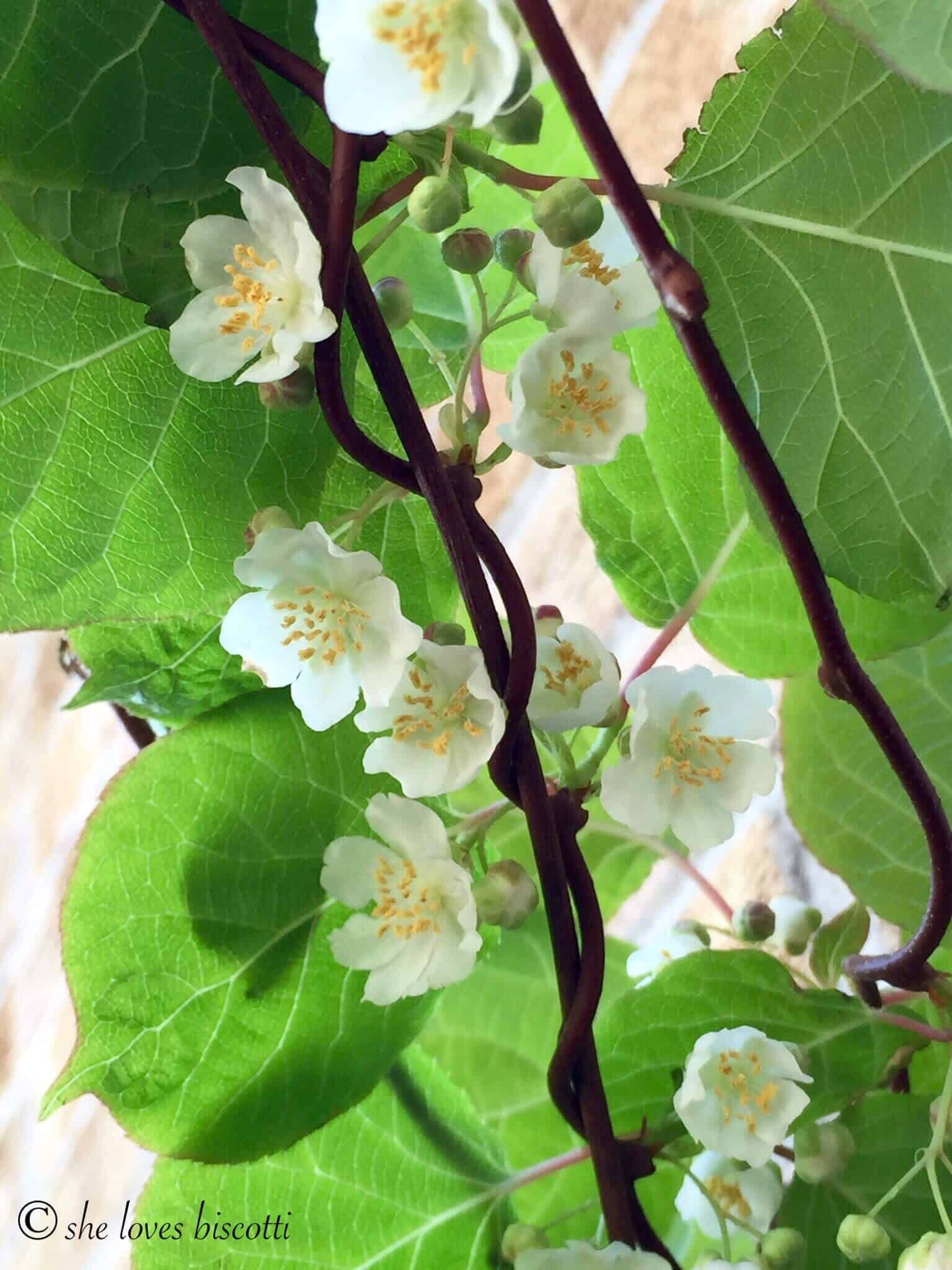 A kiwi vine in full bloom with white flowers.