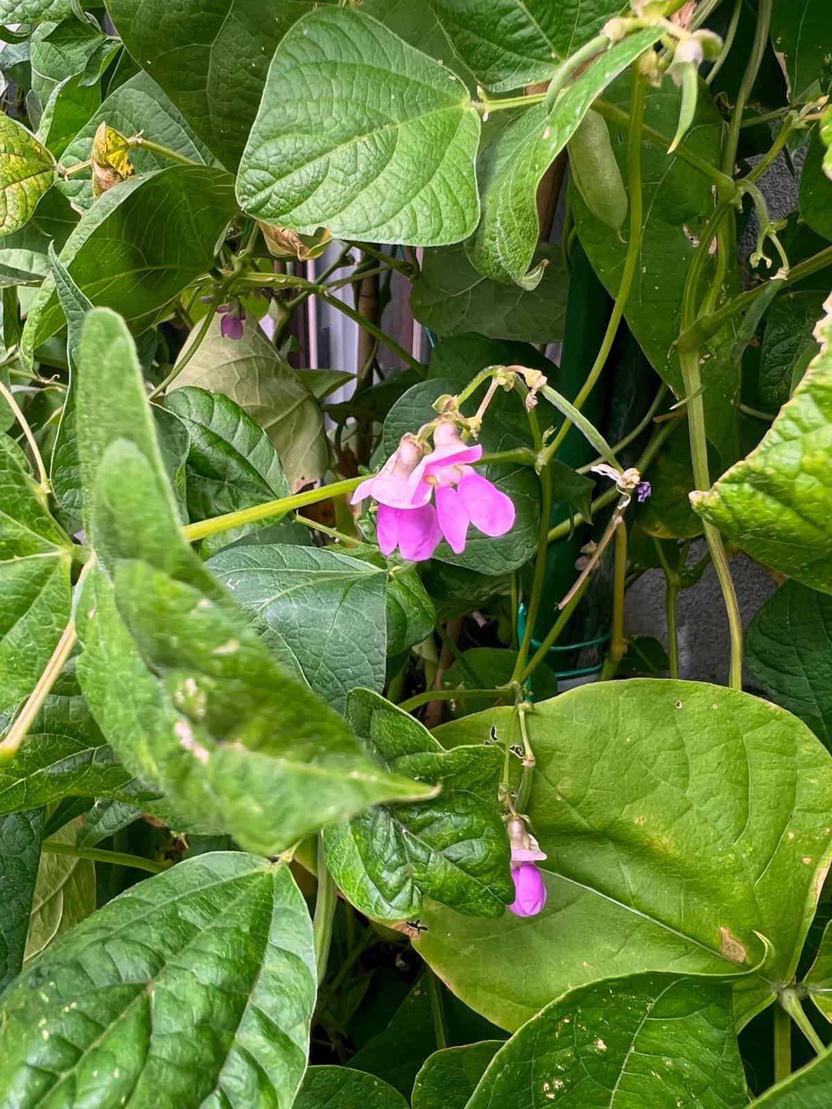 Flowering vines of green beans.