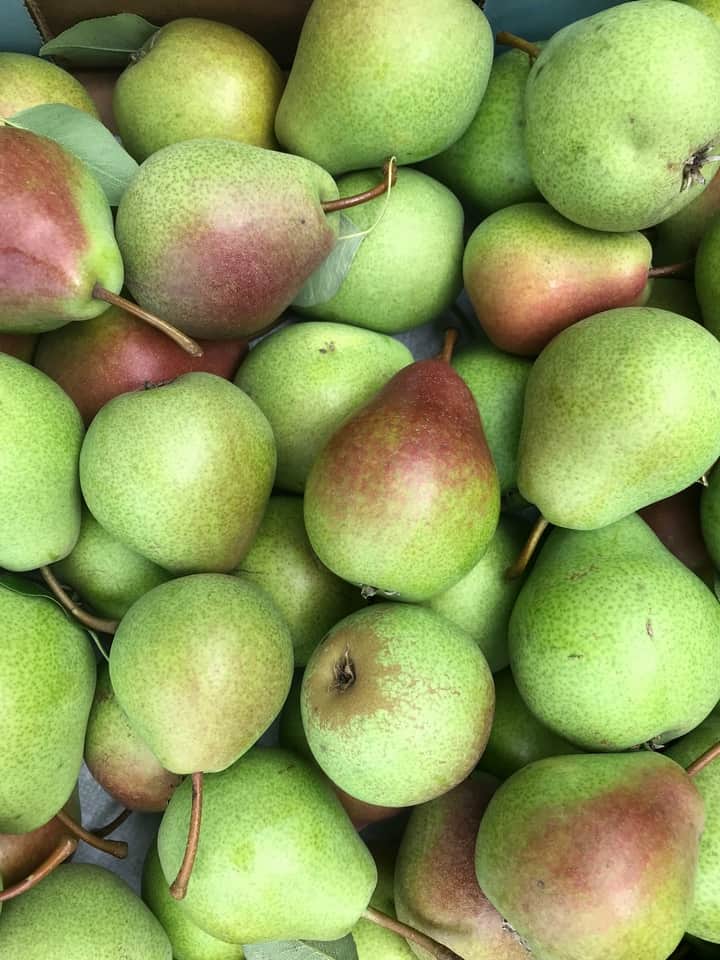 An overhead shot of dozens of blush pears.