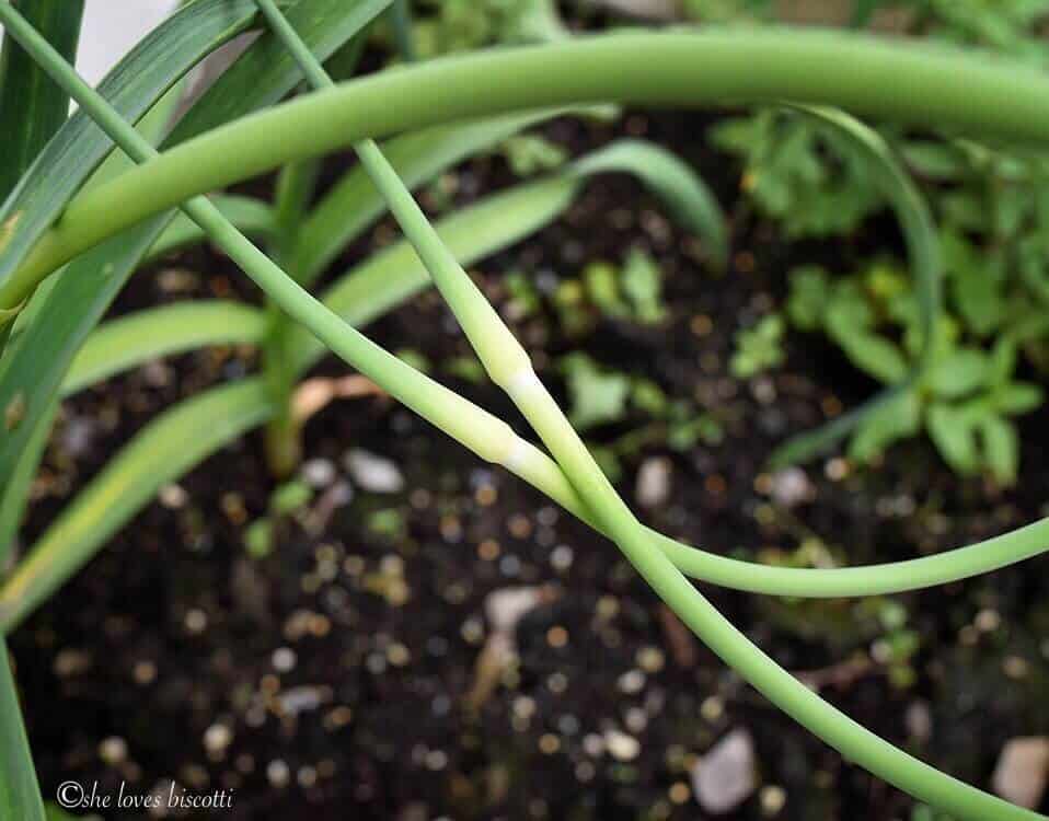 Garlic scapes are pictured in a garden.