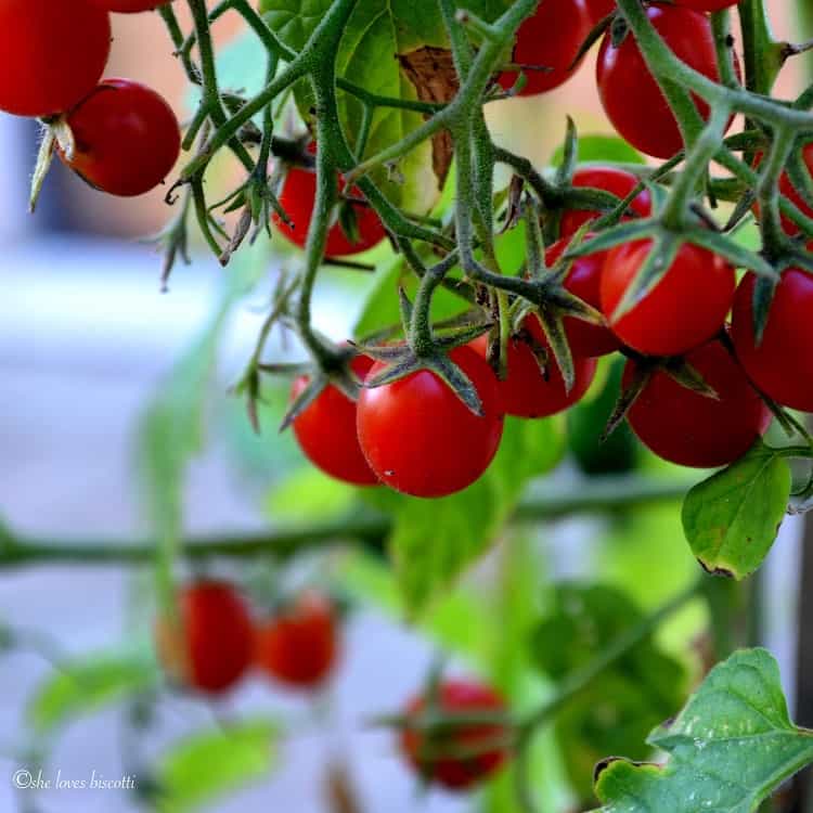 Cherry Tomatoes growing on a plant.