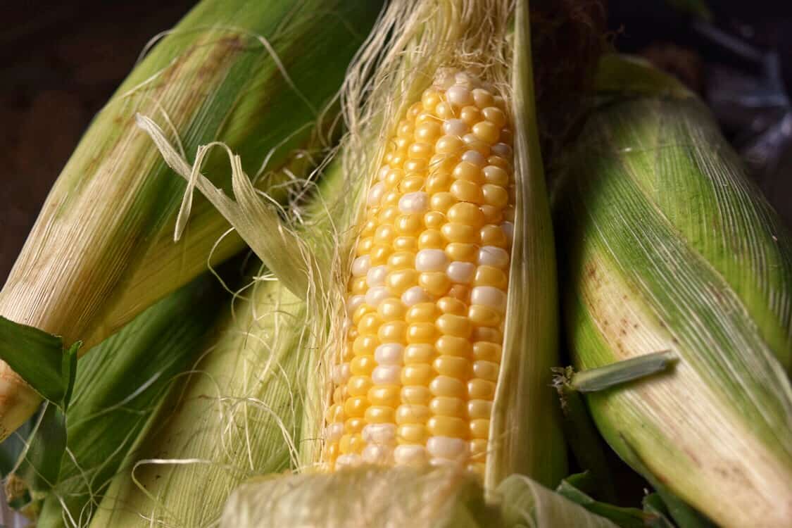 A cob of fresh sweet corn.