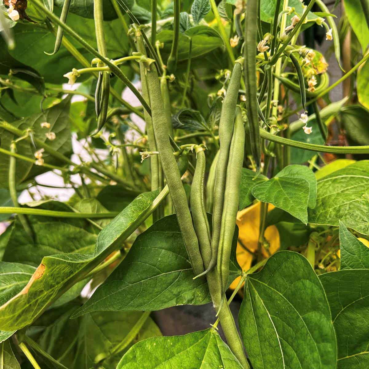 Fresh green beans on climbing vines. 