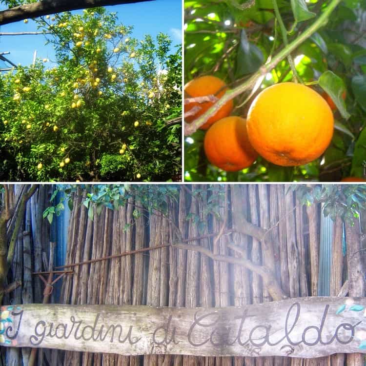The entrance to the garden in Sorrento with pictures of a lemon tree and a close up of an orange.