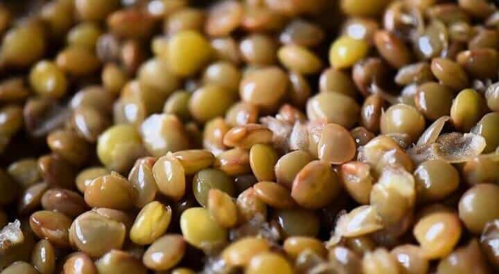 A close up shot of the cooked brown lentils.