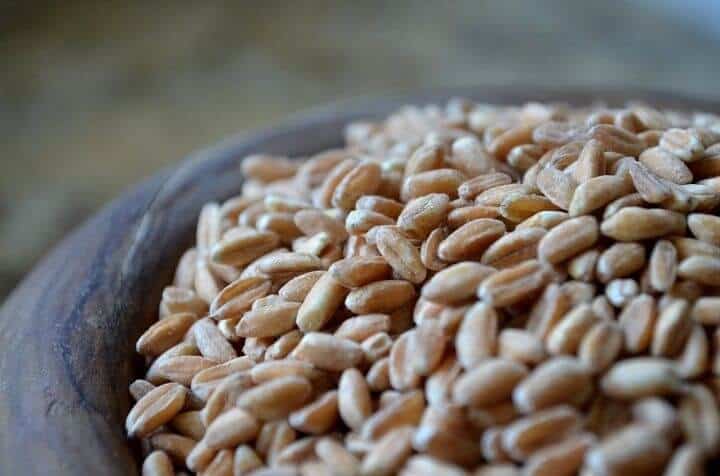A close up shot of the ancient grain, farro.