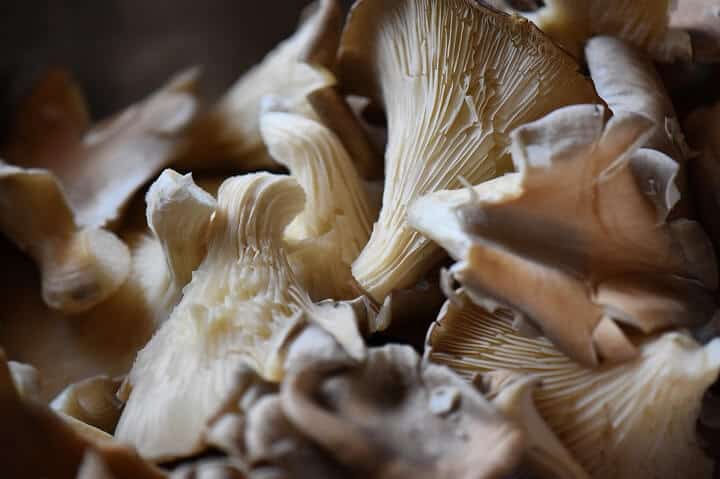 Oyster mushrooms have been cut off from the central stem.