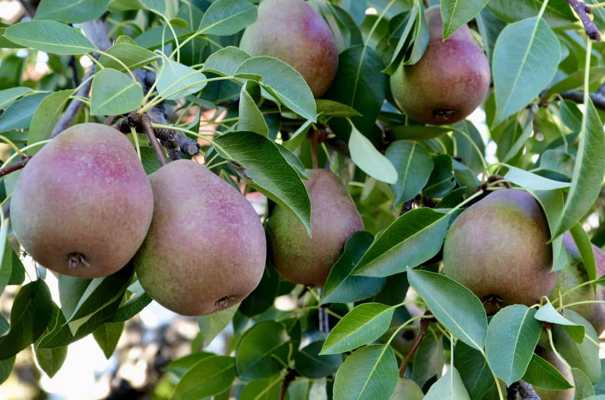 A close up of a pears hanging on a pear tree.