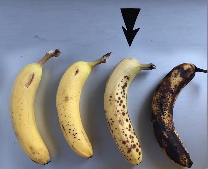 The four different levels of banana ripeness is demonstrated using real bananas.