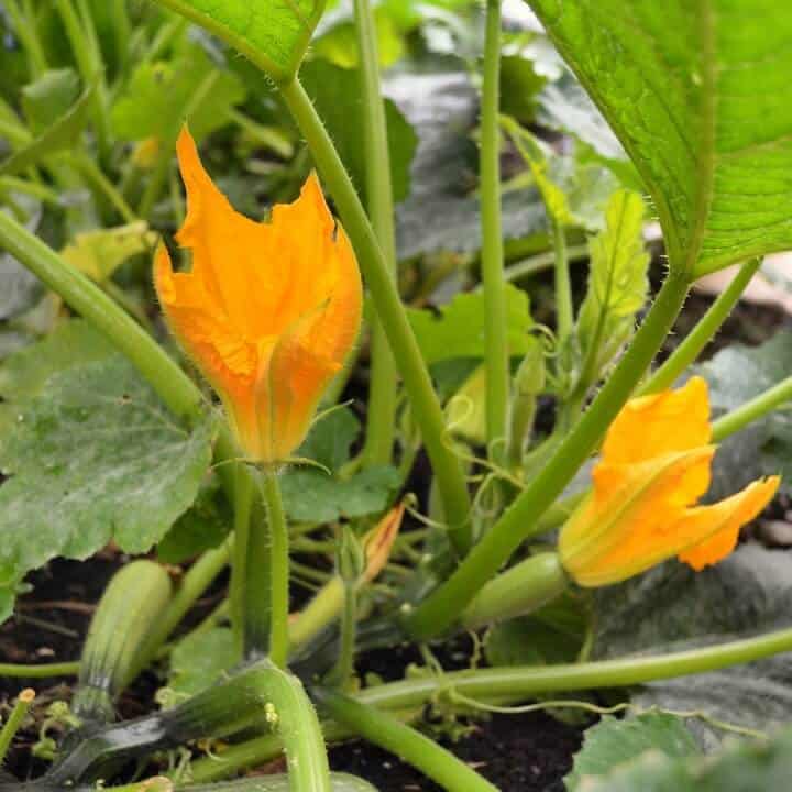 A zucchini plant with a few zucchini flowers.