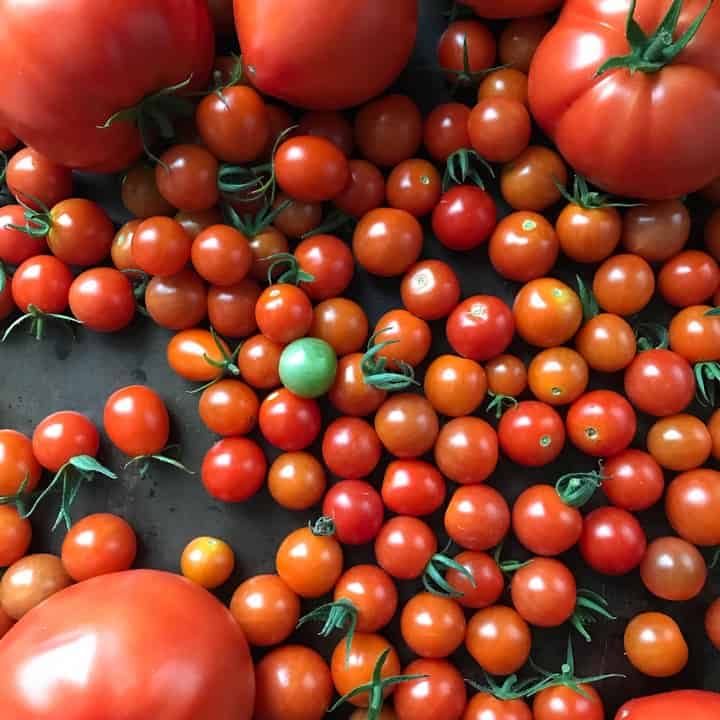 One green cherry tomato can be seen among dozens of bright red cherry tomatoes.