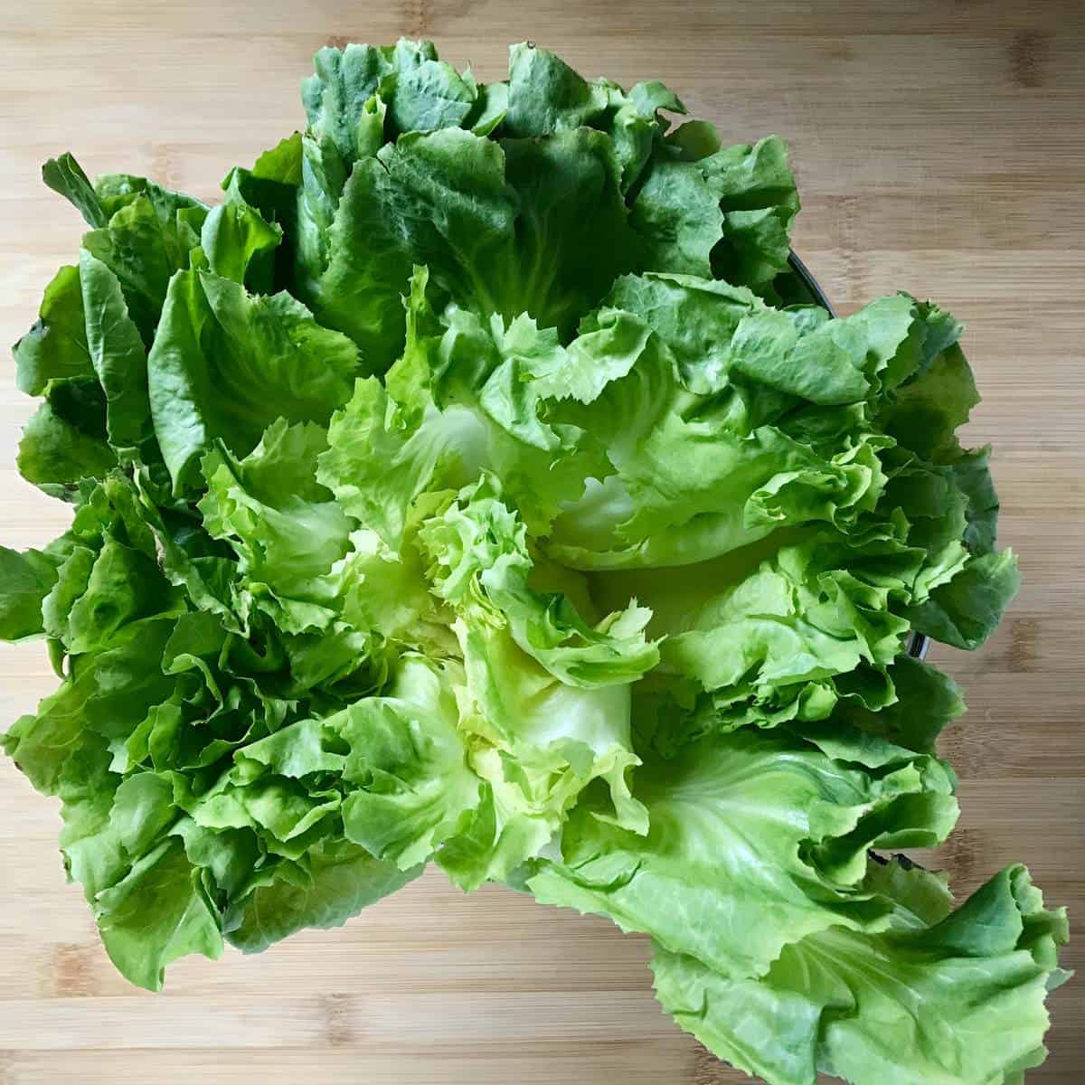 An upright head of fresh escarole.