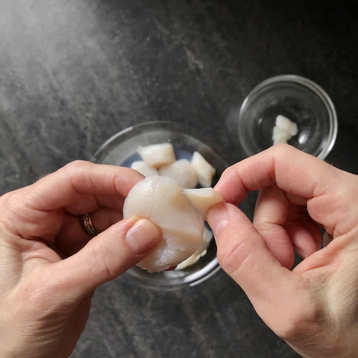 The side muscle of a scallop in the process of being peeled away.