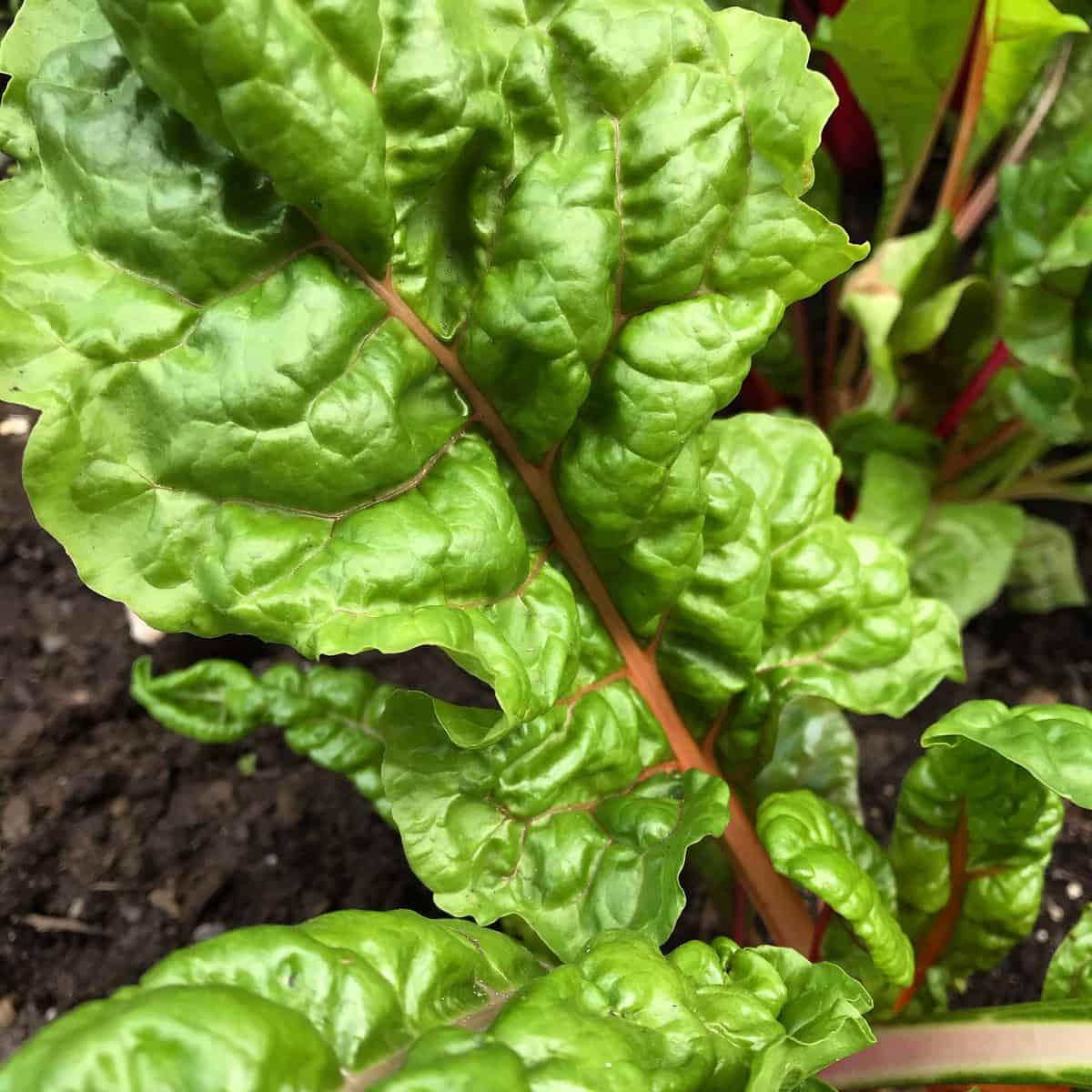A big leaf of Swiss chard growing outdoors. 