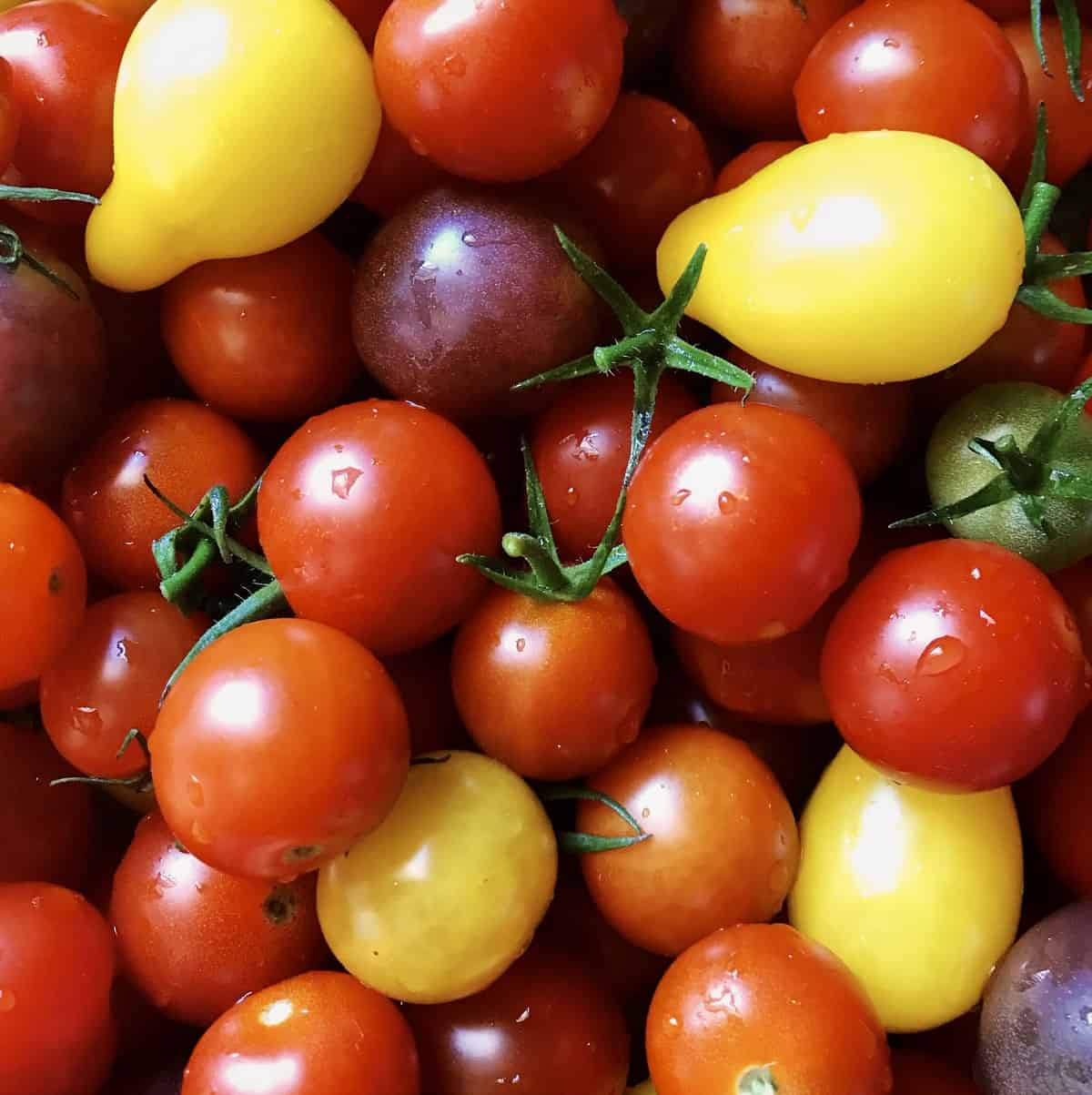 An overhead view of a variety of cherry tomatoes. 