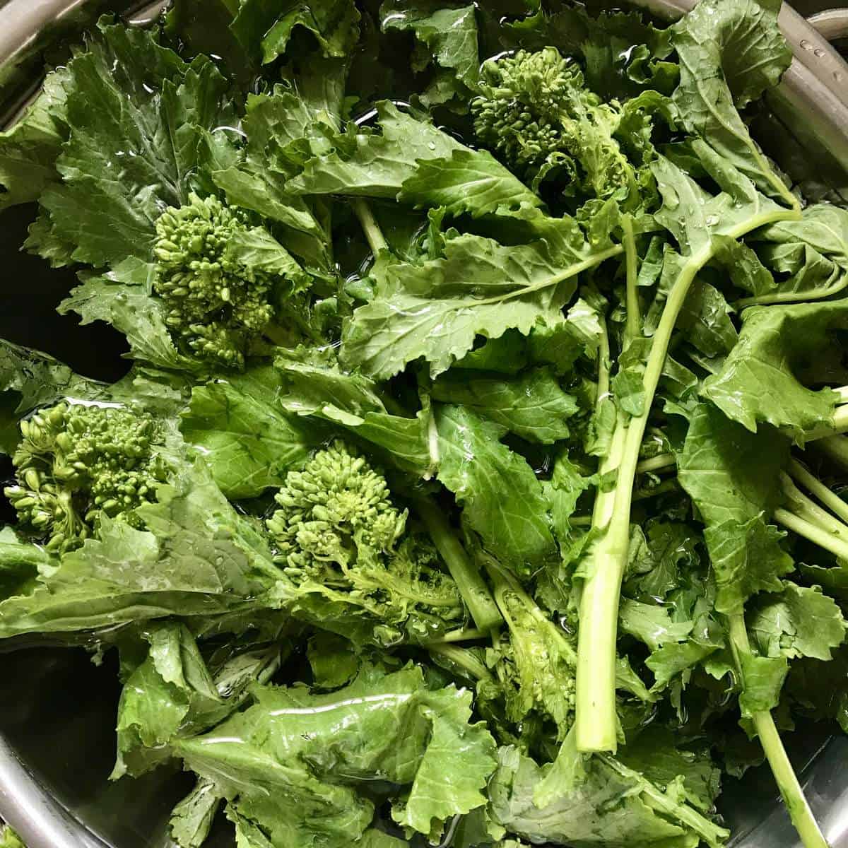 Broccoli rabe submerged in a large bowl of water.