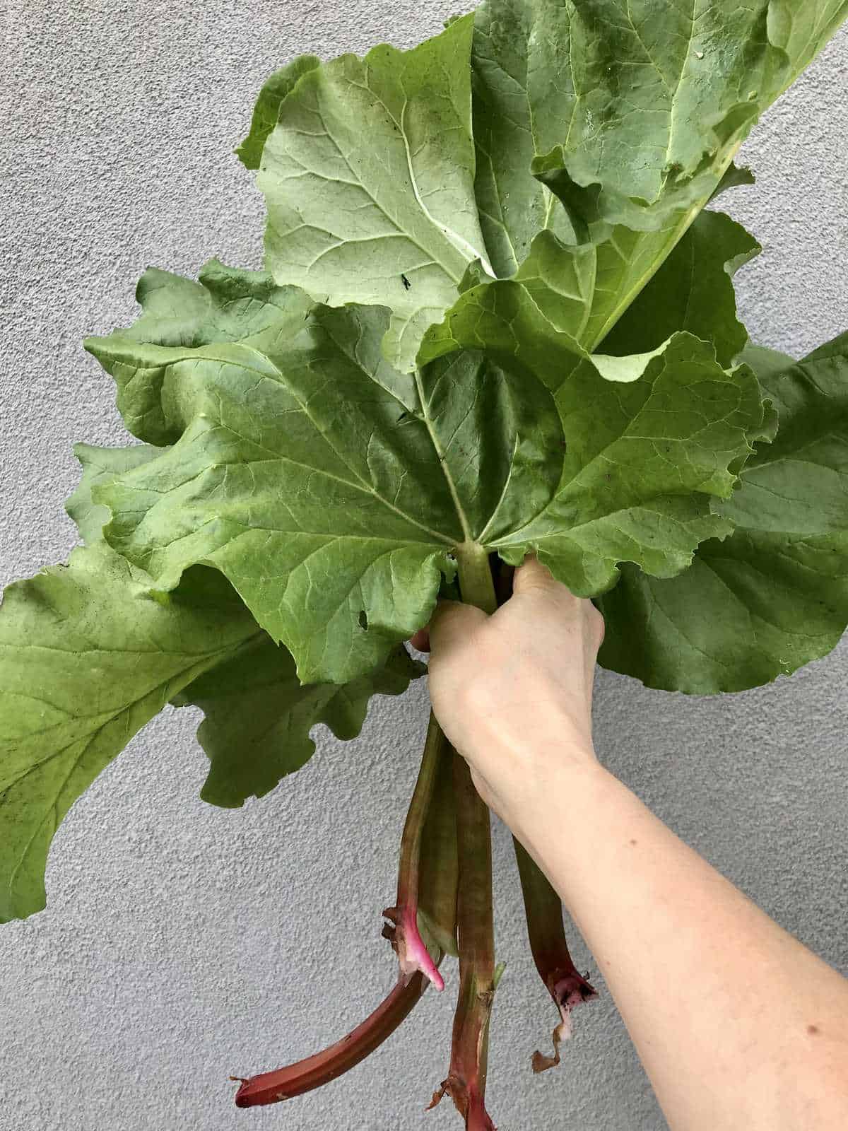 A bunch of fresh rhubarb held up in the air.
