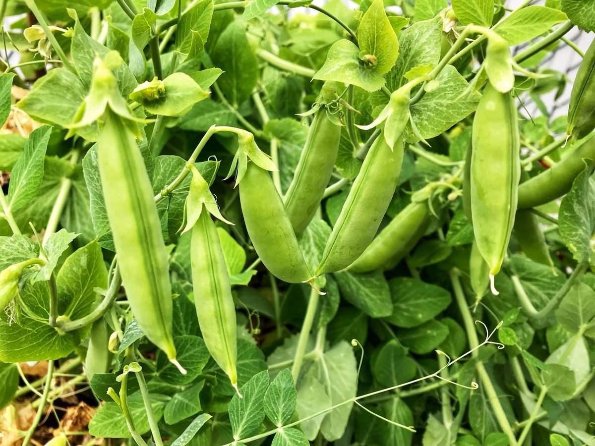 Fresh garden peas in a garden.