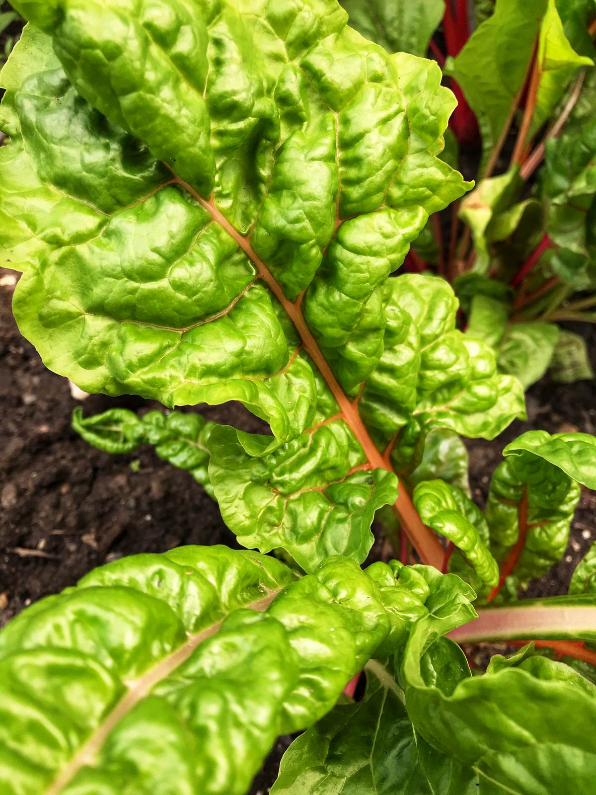 Fresh Swiss chard growing in a garden.