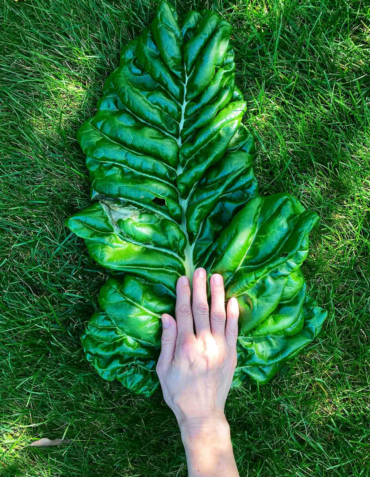 A hand over a large Swiss chard leaf.