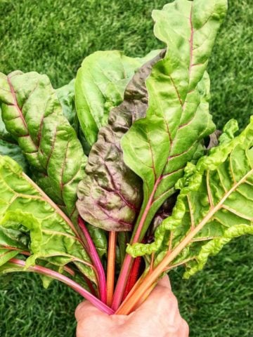 A bunch of Swiss chard being help up.