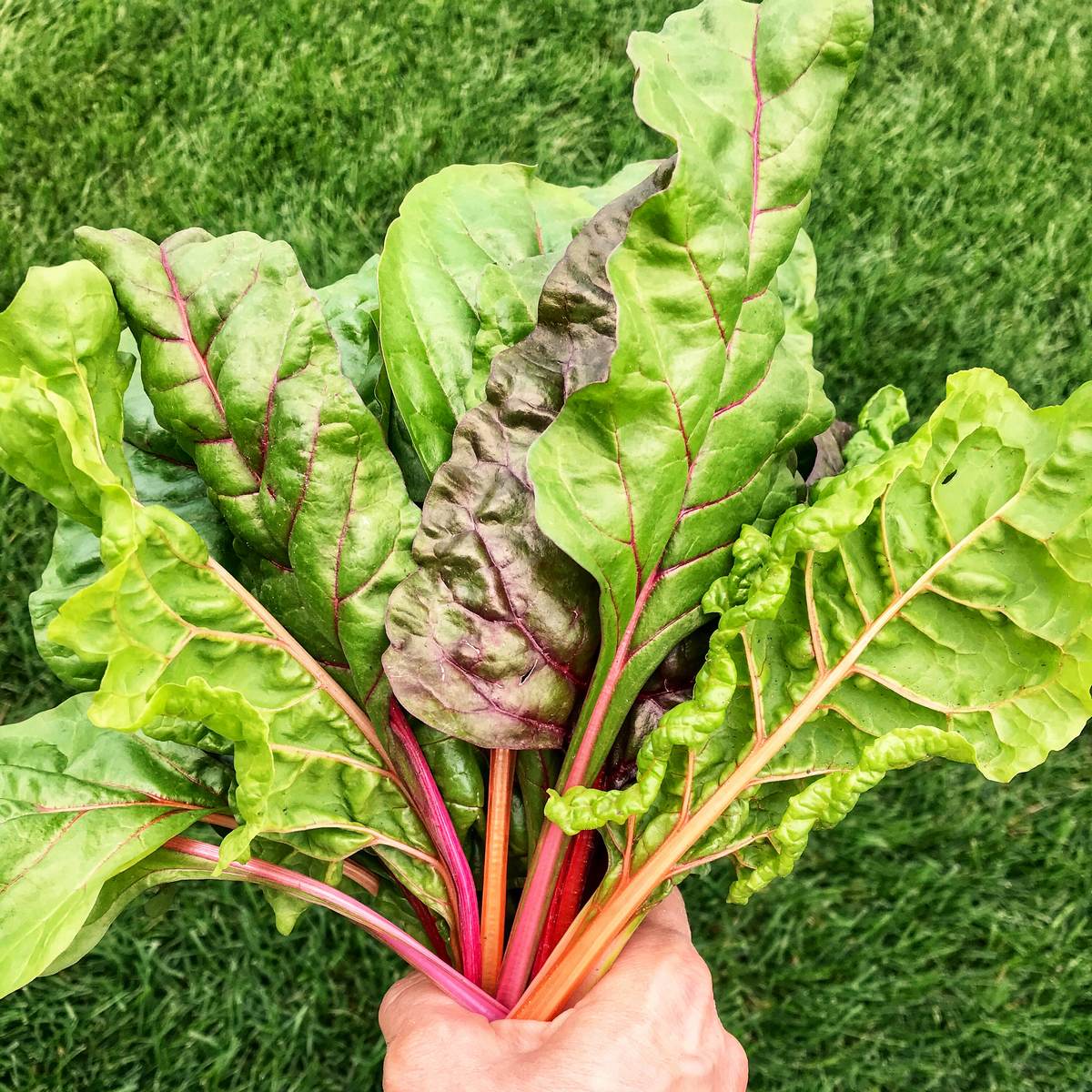 A bunch of Swiss chard being help up.