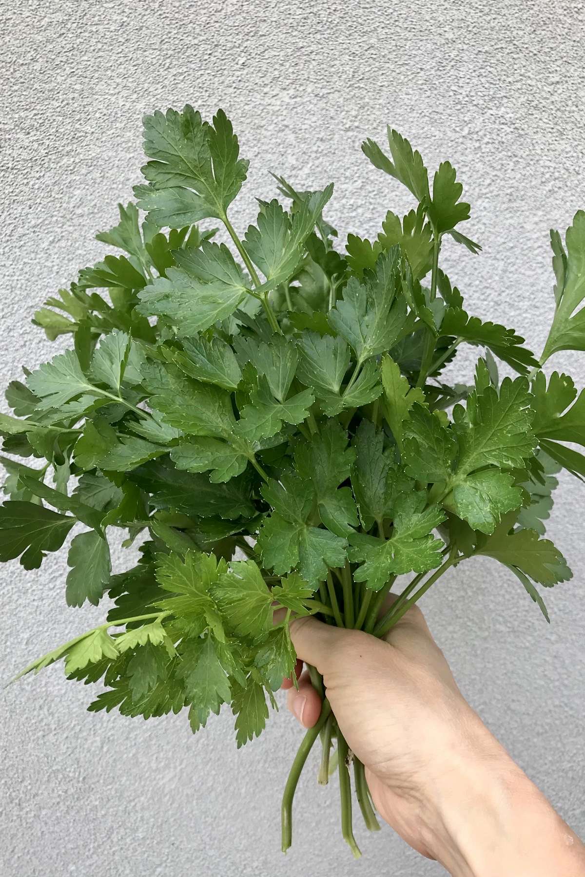 A handful of fresh parsley.