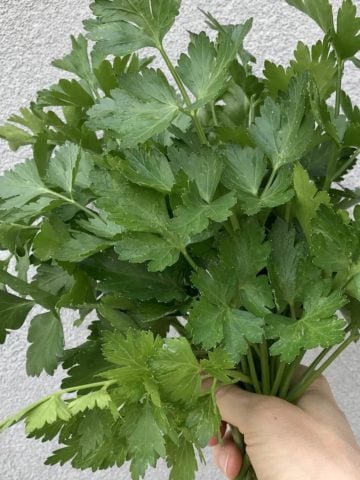 A handful of fresh parsley.