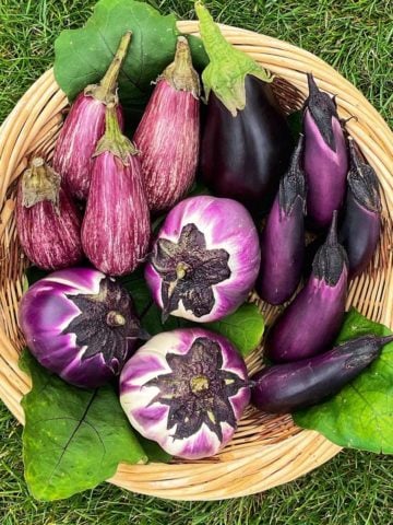 A variety of eggplants in a wicker basket.