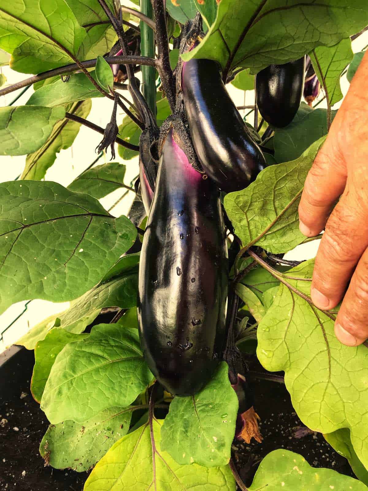 A hanging eggplant from a plant.