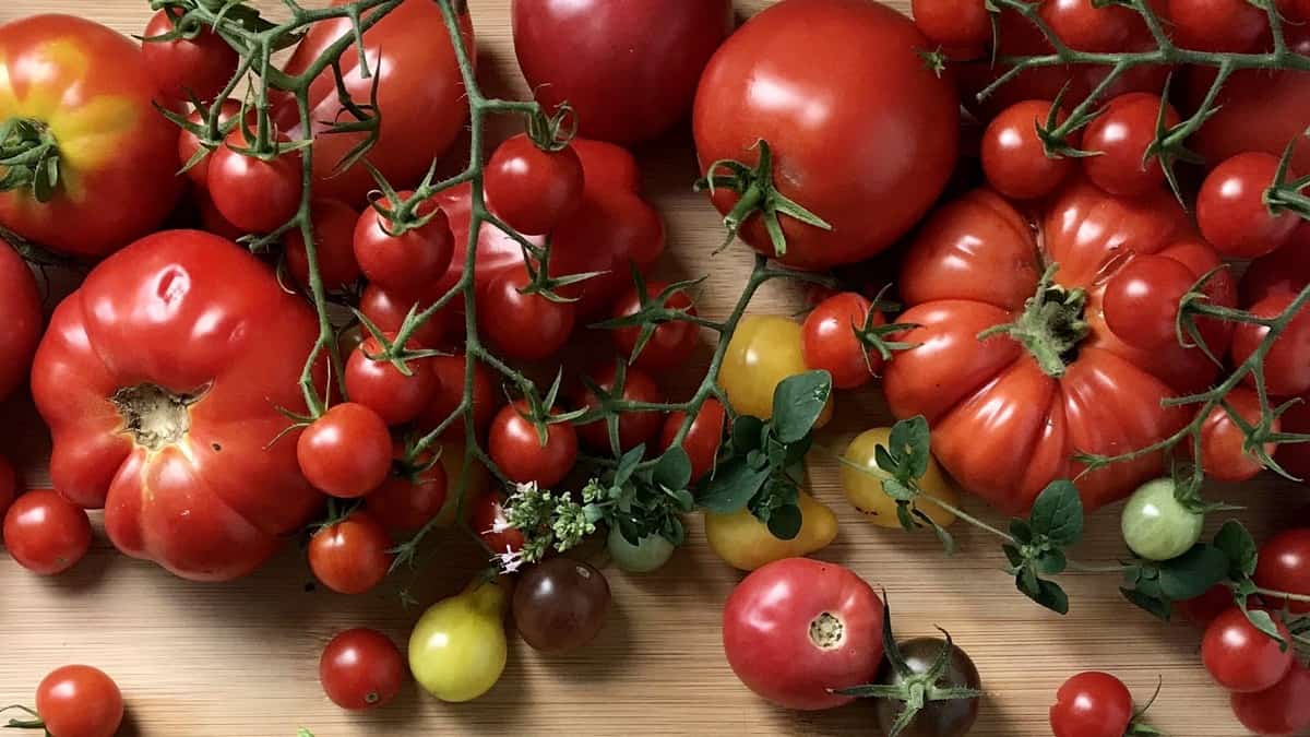 A variety of garden tomatoes on a wooden board.