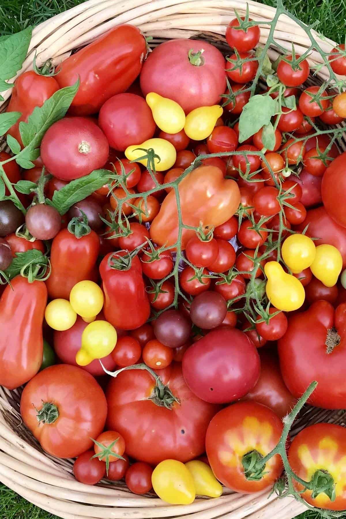 A variety of garden tomatoes in a large basket.