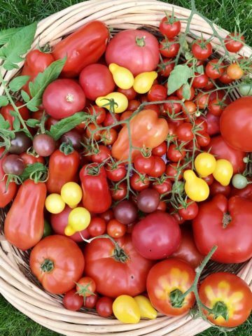 A variety of garden tomatoes in a large basket.