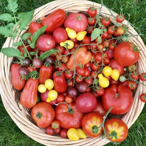 A variety of garden tomatoes in a large basket.